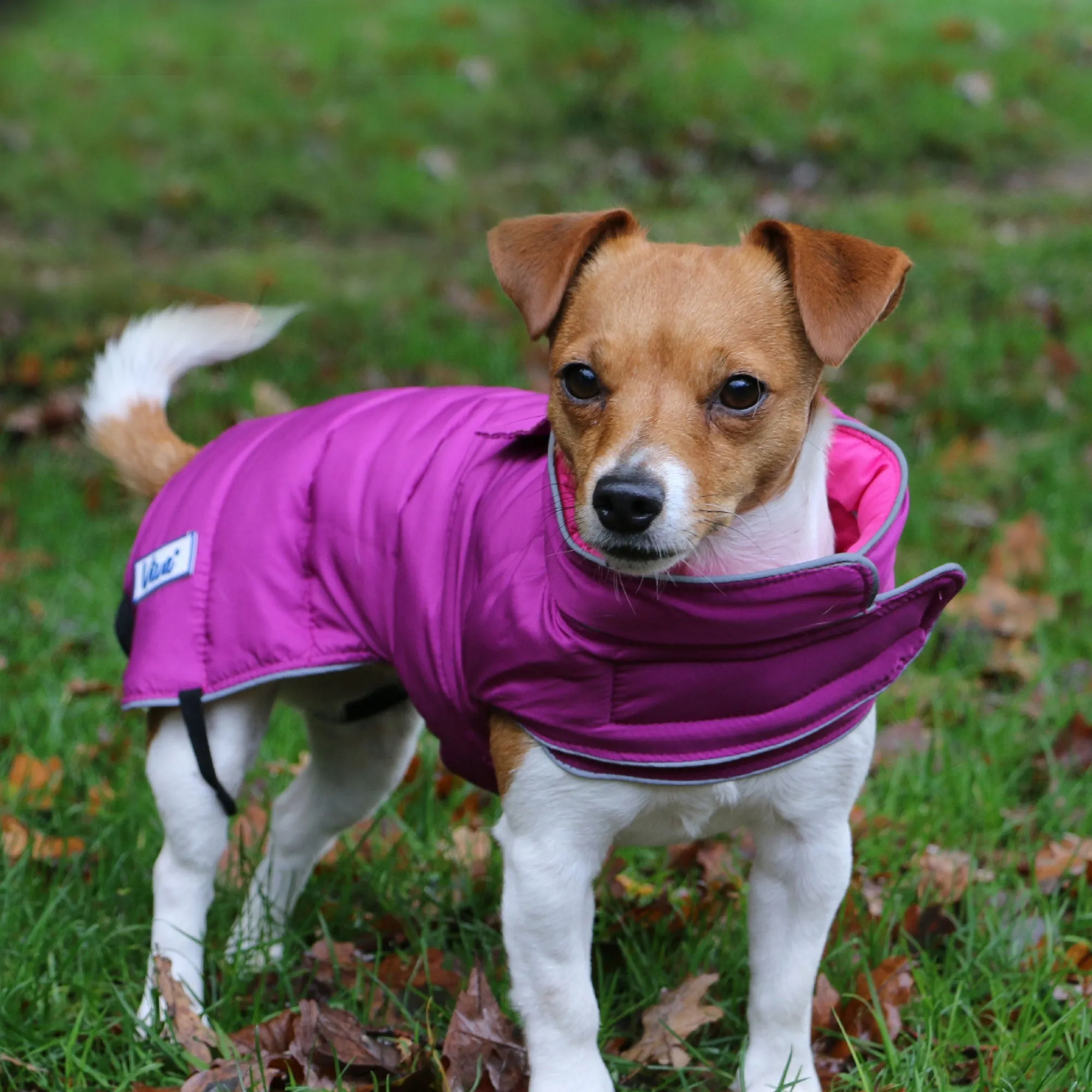 Ancol Viva Reversible Dog Coat