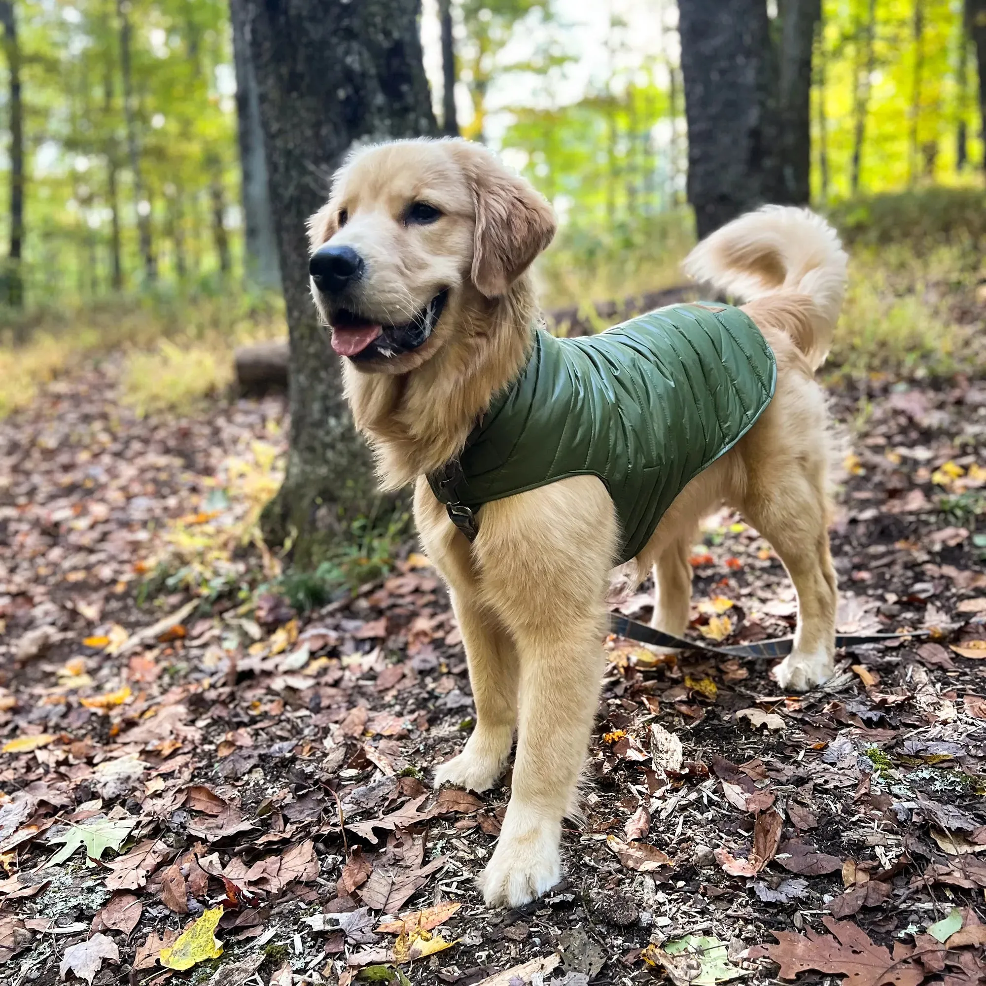 Pendleton Puffer Coat | Century Harding Ochre